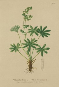 Ladys-manto alpino (Alchemilla alpina) de German School