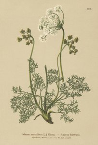 Lovato Alpino (Meum Mutellina, Ligusticum Mutellina) de German School