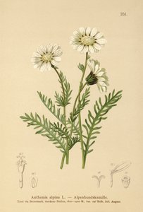 Mayweed alpino (Anthemis alpina, Achillea oxyloba subsp. Schuri) de German School