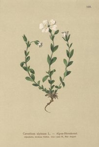 Orelha-de-rato-alpina (Cerastium alpinum) de German School