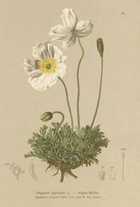 Papoula-dos-Alpes (Papaver alpinum, subsp. Alpinum) de German School