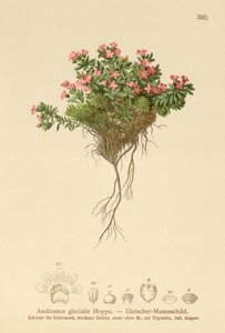 Jasmine de rocha alpina (Androsace glacialis, Androsace alpina) de German School