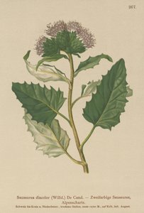 Alpine Saw-wort (Saussurea descolorir) de German School
