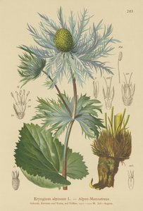 Azevinho de mar alpino (Eryngium alpinum) de German School