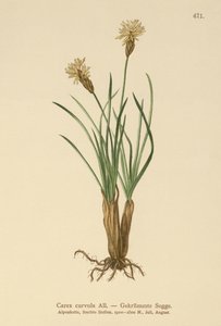 Sedge Alpine (curvula do Carex) de German School