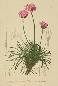 Poupança Alpina (Armeria alpina) de German School