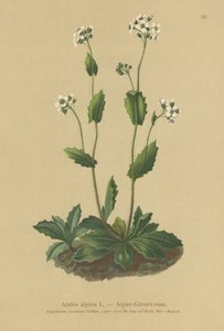 Agrião alpino (Arabis alpina) de German School