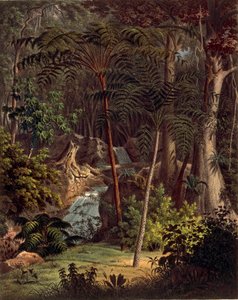 Floresta Amazônica, tabela XXVII de 