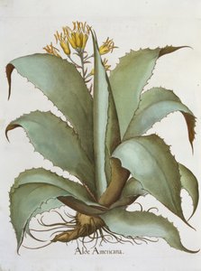 American Aloe: Aloe Americana, do Hortus Eystettensis de Basil Besler (1561-1629), pub. 1613 de German School