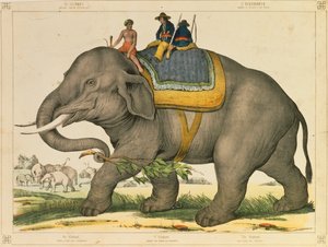 Um elefante costumava caçar seu próprio panfleto pictórico publicado por Joseph Scholz, Mainz, c.1860 de German School