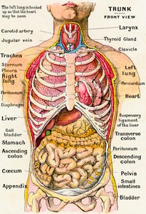 Visão Anatômica do Torso Humano de German School