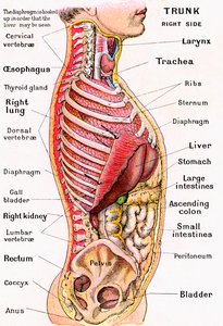 Visão Anatômica do Torso Humano de German School