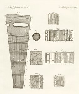 Anatomia da madeira (gravura colorida) de German School