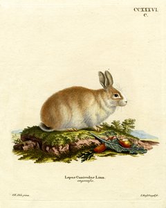 Angora Rabbit (gravura colorida) de German School