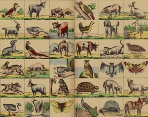 Fotos de animais e pássaros