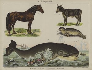 Animais (cor litho) de German School