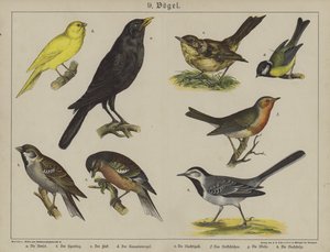 Animais (cor litho) de German School