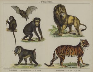 Animais (cor litho) de German School