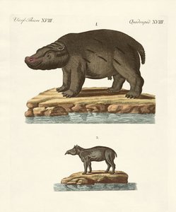 Animais de países quentes de German School