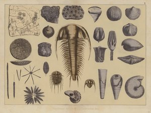 Animais do início da Era Paleozóica (cor litho) de German School