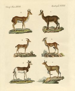 Antílopes e gazelas de German School