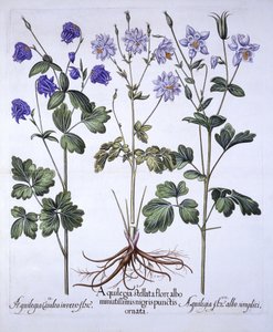 Aquilegia, de Hortus Eystettensis, de Basil Besler (1561-1629), pub. 1613 (gravura colorida à mão) de German School