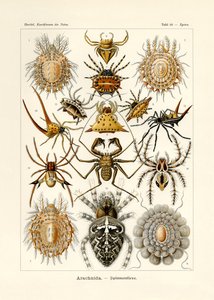 Arachnida, 1899-1904 de German School