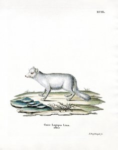 Raposa do Árctico (gravação a cores) de German School
