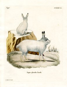 Lebre do Ártico (gravura colorida) de German School