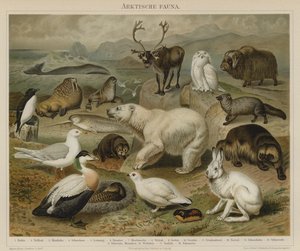 Fauna do ártico de German School