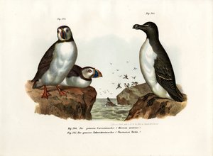 Papagaio Artic, 1864 de German School