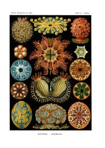 Ascidiae, 1899-1904 de German School