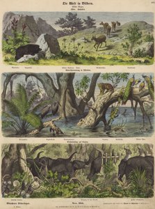Ásia: animais e plantas de montanha; inundações no leste da Índia; captura de elefantes no Ceilão (gravura colorida) de German School