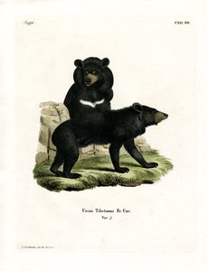 Asian Black Bear (gravura colorida) de German School