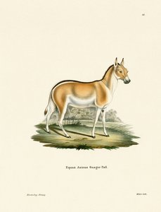 Asian Wild Ass (gravura colorida) de German School
