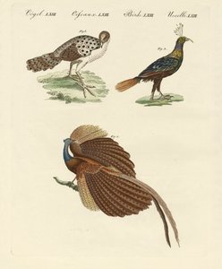 Aves asiáticas (gravura colorida) de German School