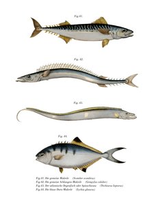 Atlantic Mackerel (cor litho) de German School