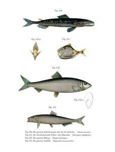 Atlantic Saury (cor litho) de German School
