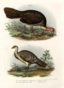 Escova-Turquia Australiana, 1864 de German School