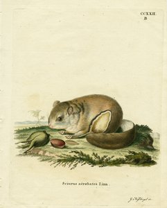 Australian Pygmy Flying Phalanger (gravura colorida) de German School