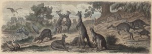 Vida selvagem australiana (gravura colorida) de German School