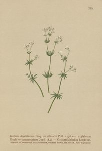 Austríaca Bedstraw (Galium Áustria Rubia floresta (par. Greenhorn), mudança Rubia) de German School