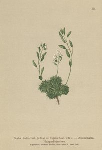 Grama de Whitlow austríaca (Draba dubia, Draba frigida) de German School