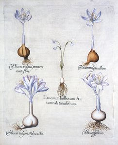 Açafrão do outono e saffrons do prado, de Hortus Eystettensis, por Basil Besler (1561-1629), bar. 1613 (gravura colorida à mão) de German School