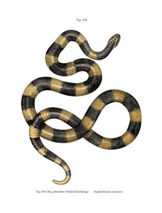 Krait em banda (cor litho) de German School