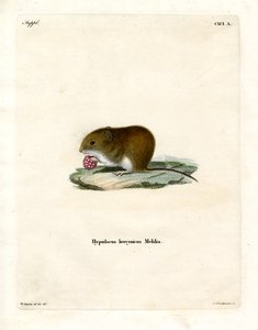 Bank Vole (gravação a cores) de German School