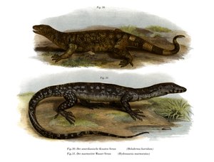 Beaded Lizard (cor litho) de German School