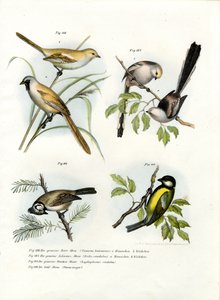 Parrotbill barbudo, 1864 de German School