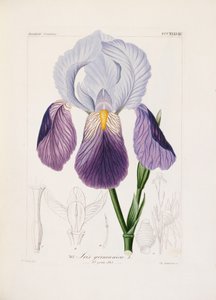 Íris farpada, gravada por Ch. Schnorr (litografia colorida à mão) de German School