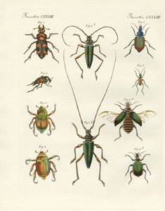 Escaravelhos bonitos (gravação colorida) de German School
